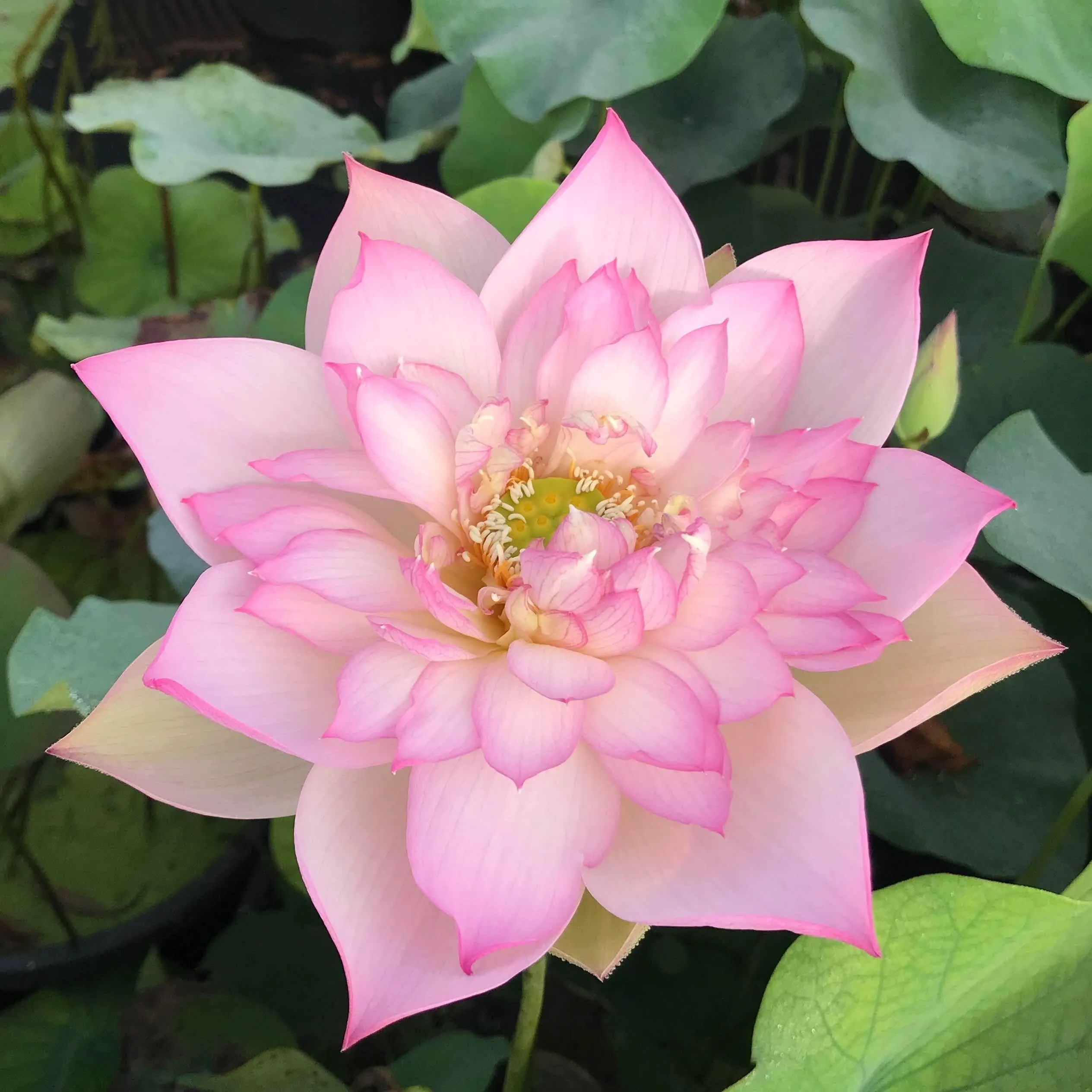 Apricot Pink Lotus (Bare Root)