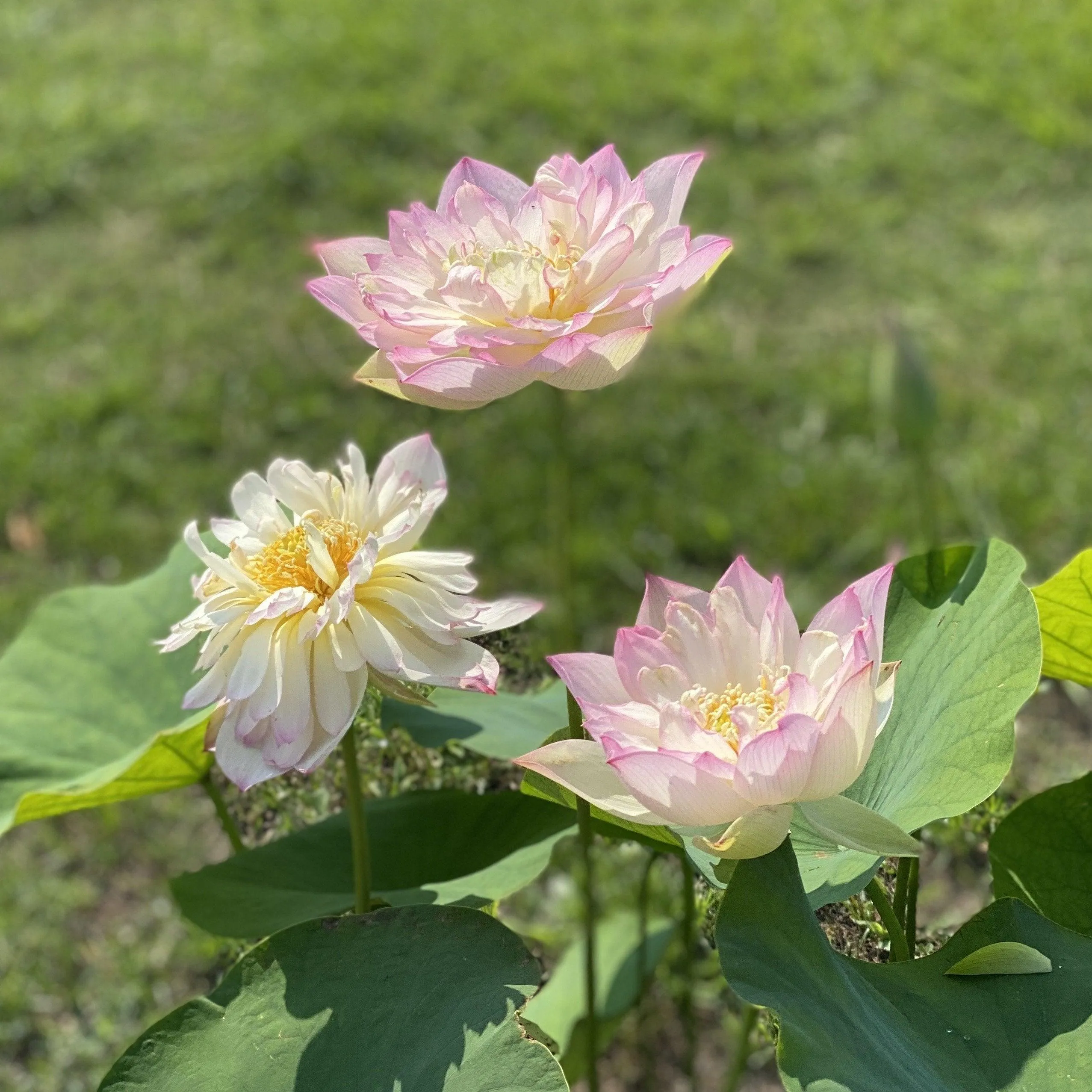 Apricot Pink Lotus (Bare Root)