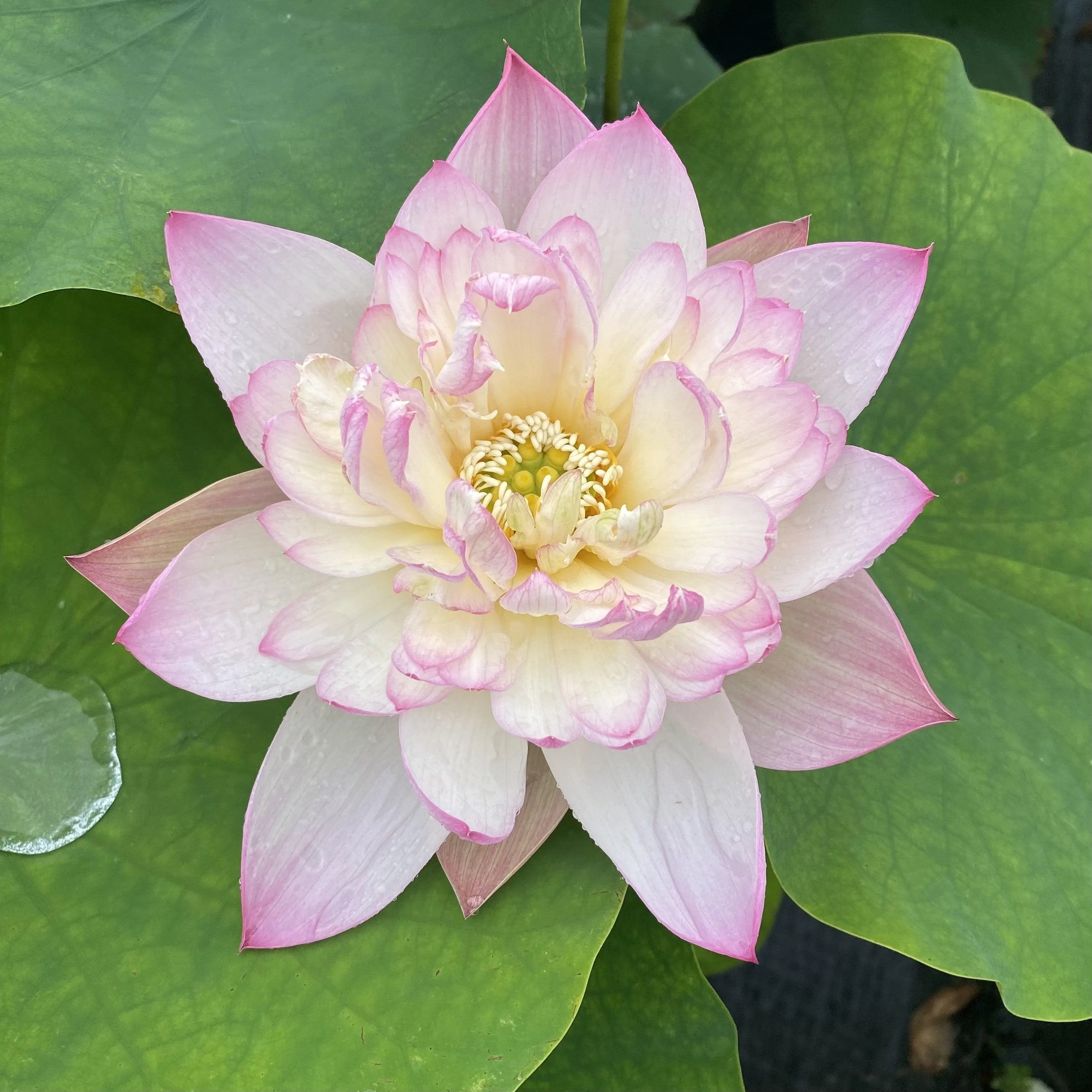 Apricot Pink Lotus (Bare Root)