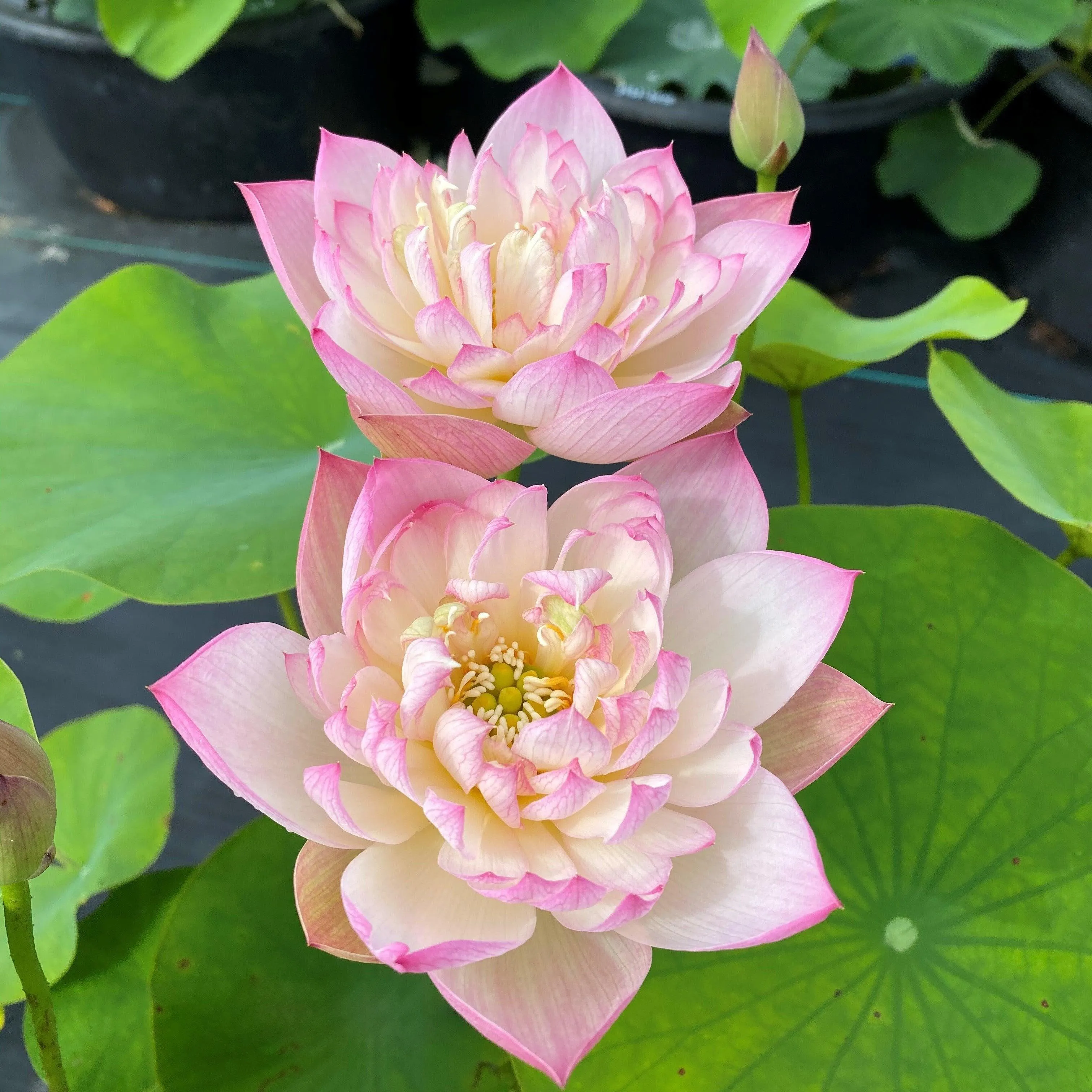 Apricot Pink Lotus (Bare Root)